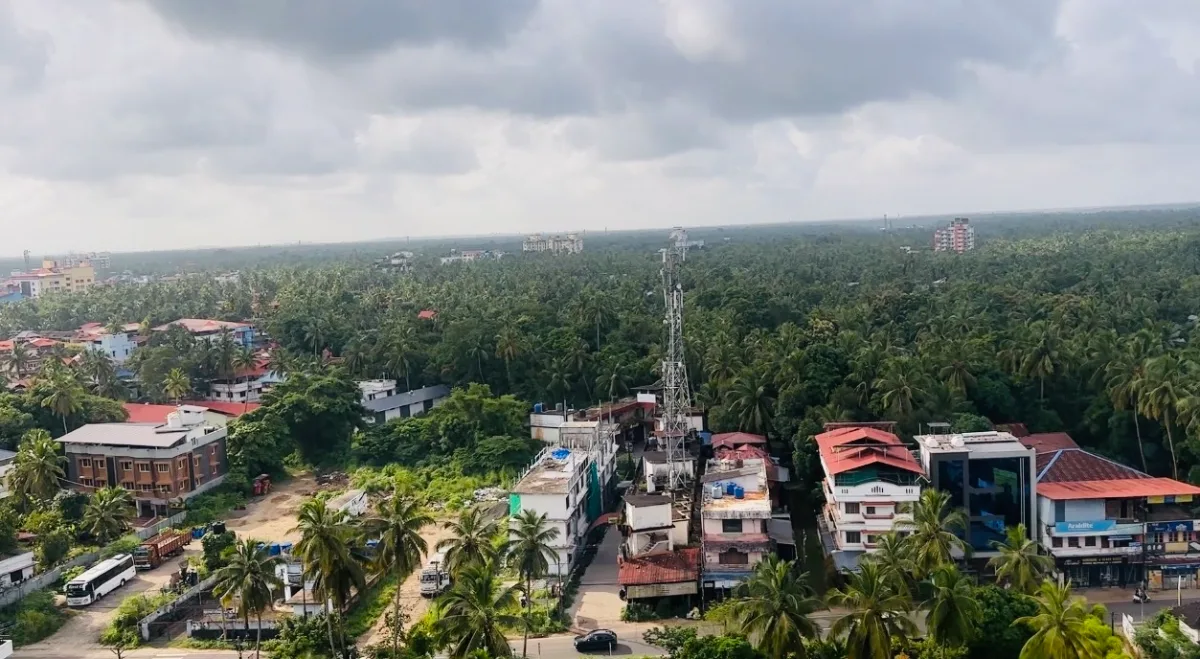 Aerial coconut trees view